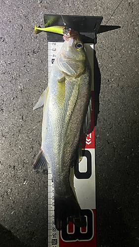 シーバスの釣果