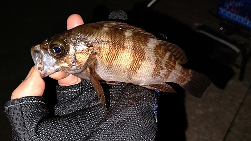 メバルの釣果