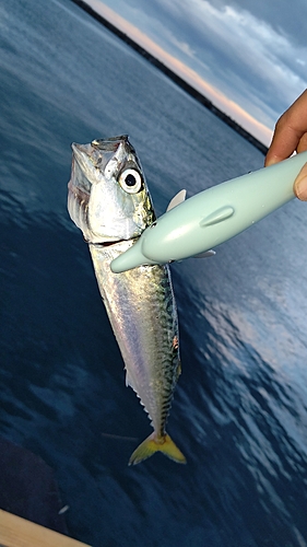 サバの釣果