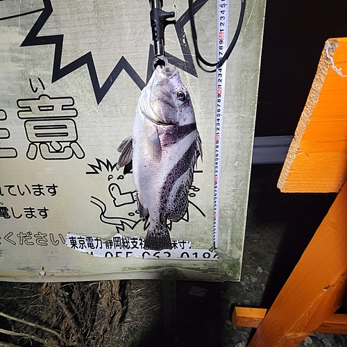 コショウダイの釣果