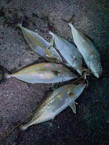 カンパチの釣果