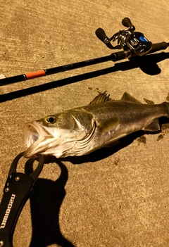 シーバスの釣果