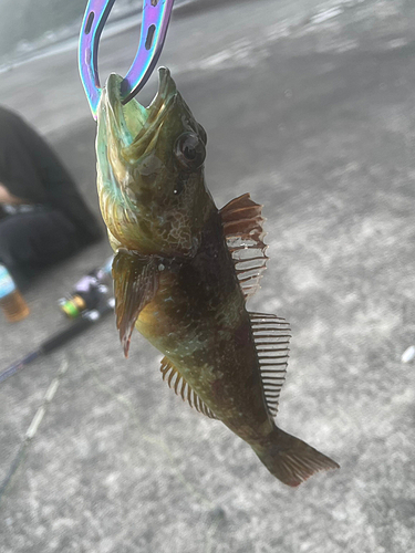 アナハゼの釣果