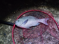 クチブトグレの釣果