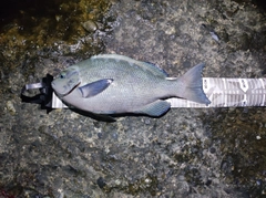 クチブトグレの釣果