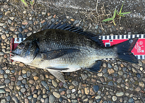 クロダイの釣果