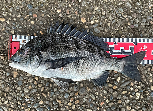 クロダイの釣果