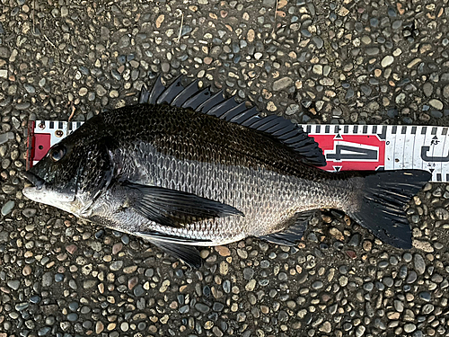 クロダイの釣果