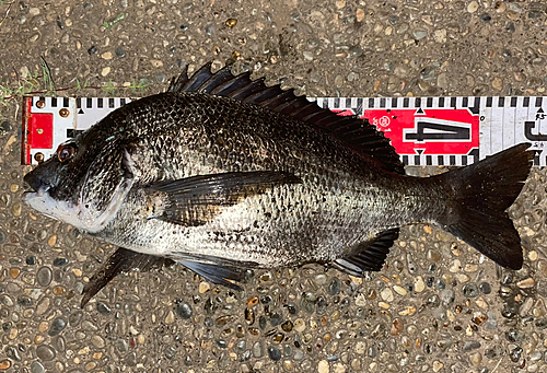 クロダイの釣果