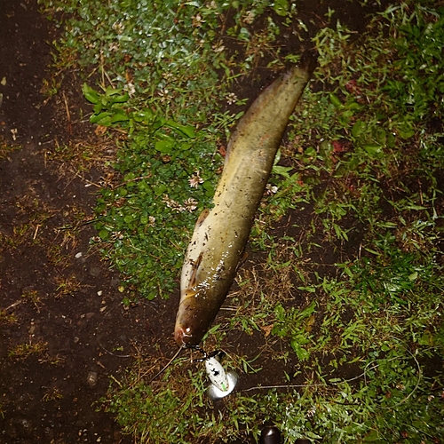 ニホンナマズの釣果