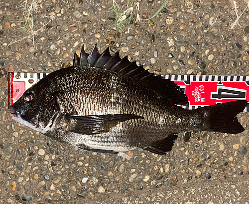 クロダイの釣果