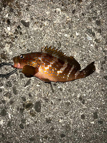 アコウの釣果