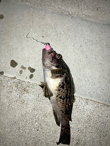 クロソイの釣果