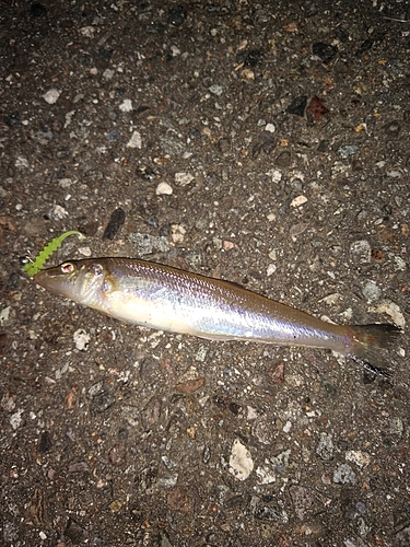 キスの釣果