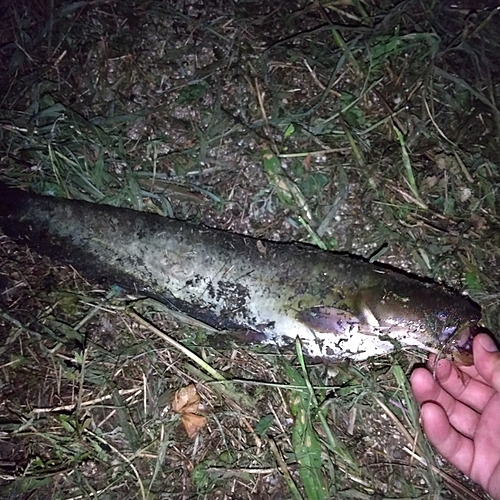 マナマズの釣果