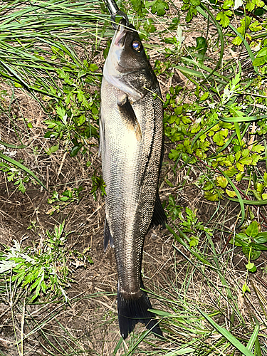 スズキの釣果