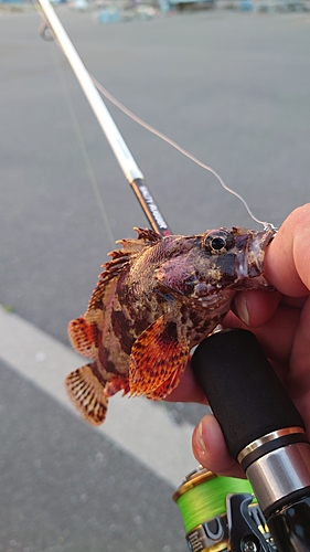 ヨロイメバルの釣果