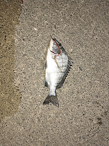 クロダイの釣果