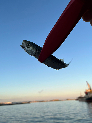 サバの釣果