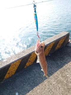 エソの釣果