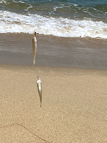 キスの釣果