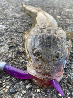 マゴチの釣果