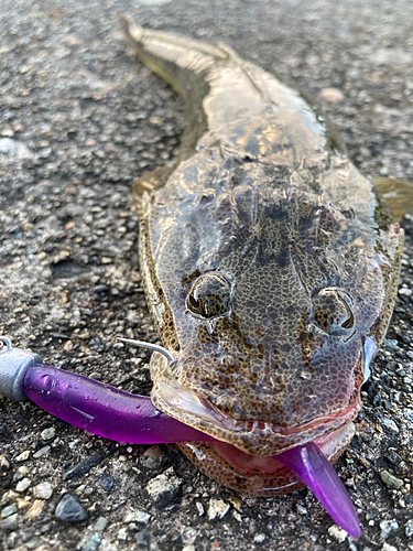 マゴチの釣果