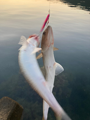 エソの釣果