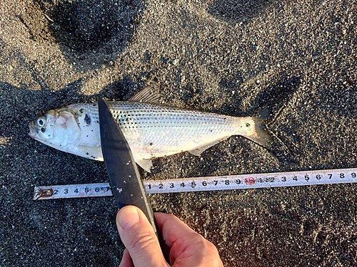 コノシロの釣果