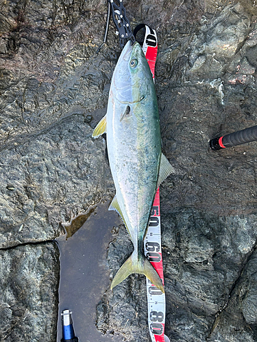 ワラサの釣果