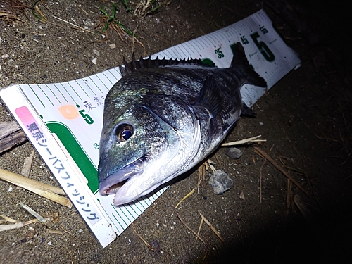 チヌの釣果