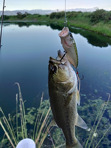 ブラックバスの釣果