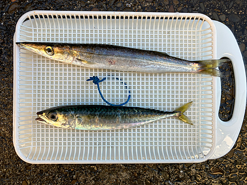 カマスの釣果