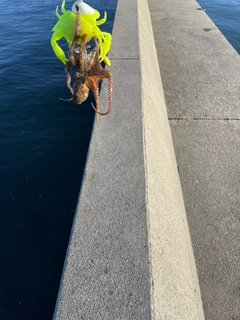 タコの釣果