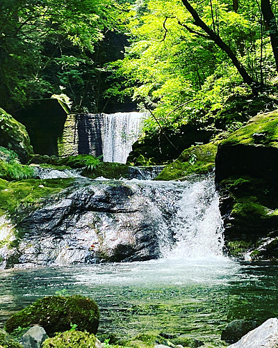 イワナの釣果