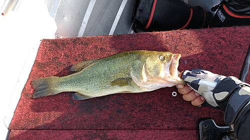 ラージマウスバスの釣果