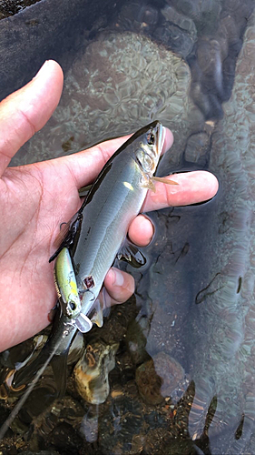 アユの釣果