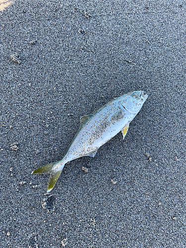 ワカシの釣果