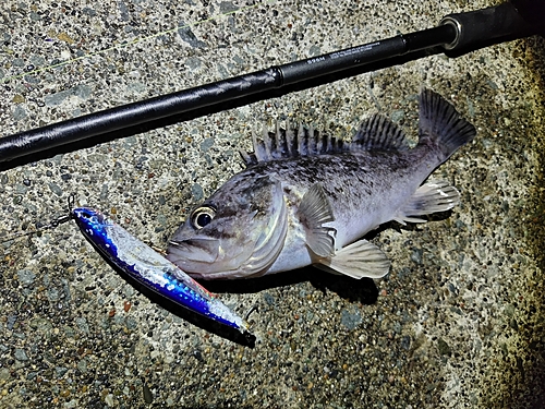 クロソイの釣果