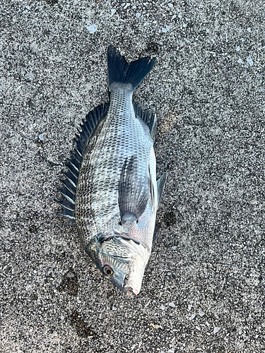 クロダイの釣果