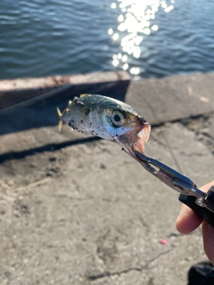 サバの釣果