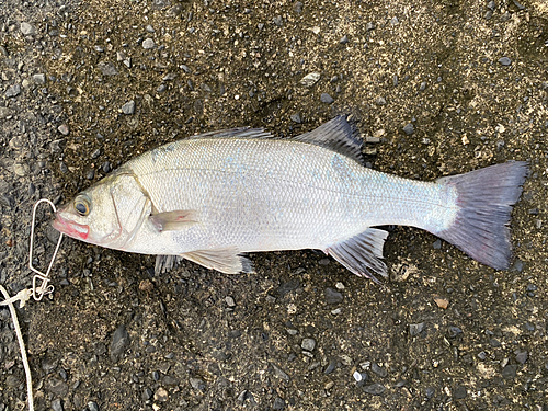 ヒラスズキの釣果