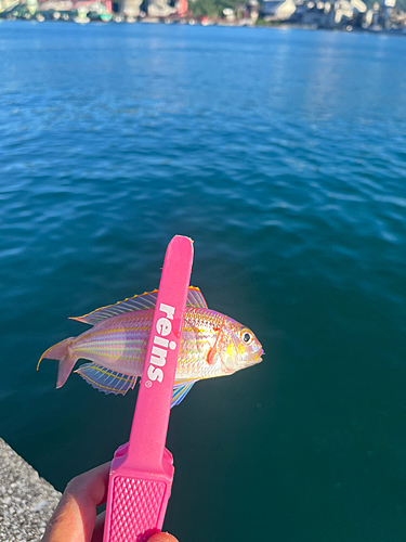 イトヨリダイの釣果