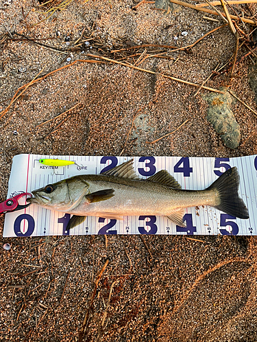 シーバスの釣果