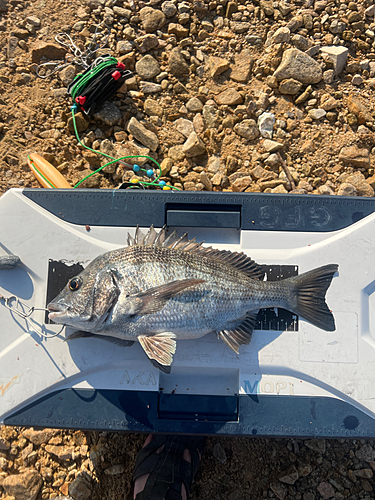 クロダイの釣果