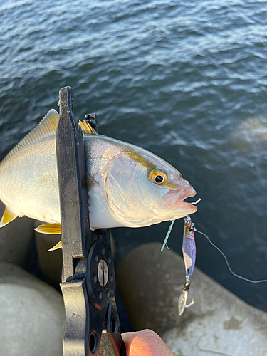 ネリゴの釣果