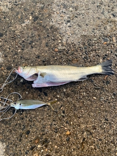 スズキの釣果