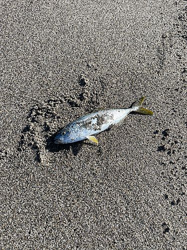 ワカシの釣果