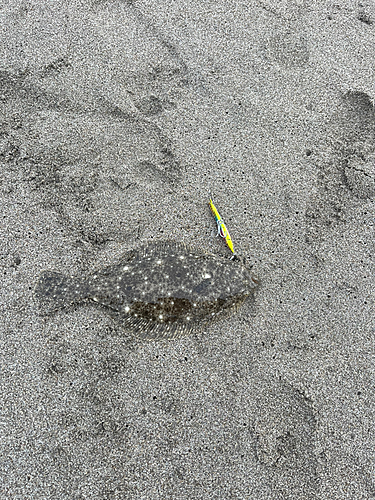 ソゲの釣果