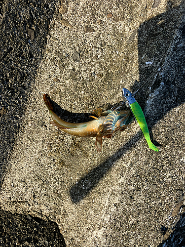 アナハゼの釣果